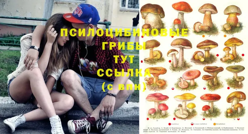 купить  сайты  Уфа  Галлюциногенные грибы Cubensis 